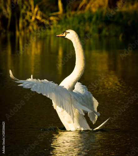 Fototapeta Naklejka Na Ścianę i Meble -  Schöner weißer Schwan flattert und schwimmt in der Abendsonne