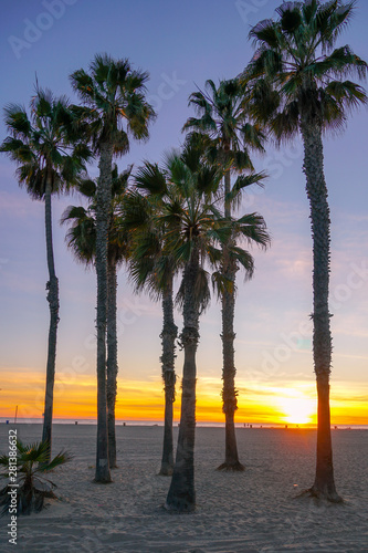 Sunset view with palms in Santa Monica Beach  Los Angeles  California. USA. Sunset palm trees on the beach. Silhouette palm trees on the colorful twilight sky.