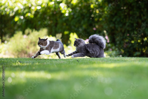 Fototapeta Naklejka Na Ścianę i Meble -  two playful cats chasing each other in the garden on a sunny summer day. the cat on the left is a tabby white british shorthair cat, the other is a blue tabby maine coon