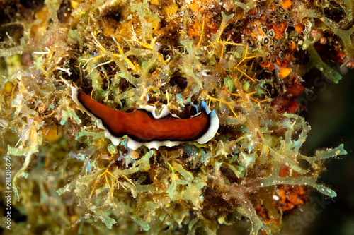 The flatworms, flat worms, Platyhelminthes, Plathelminthes, or platyhelminths are a phylum of relatively simple bilaterian, unsegmented, soft-bodied invertebrates photo