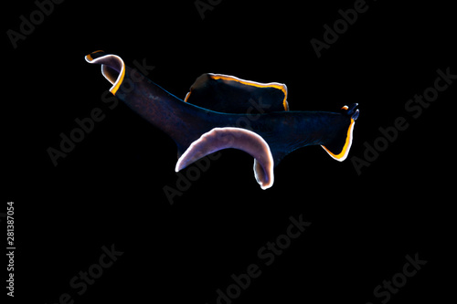 The flatworms, flat worms, Platyhelminthes, Plathelminthes, or platyhelminths are a phylum of relatively simple bilaterian, unsegmented, soft-bodied invertebrates photo