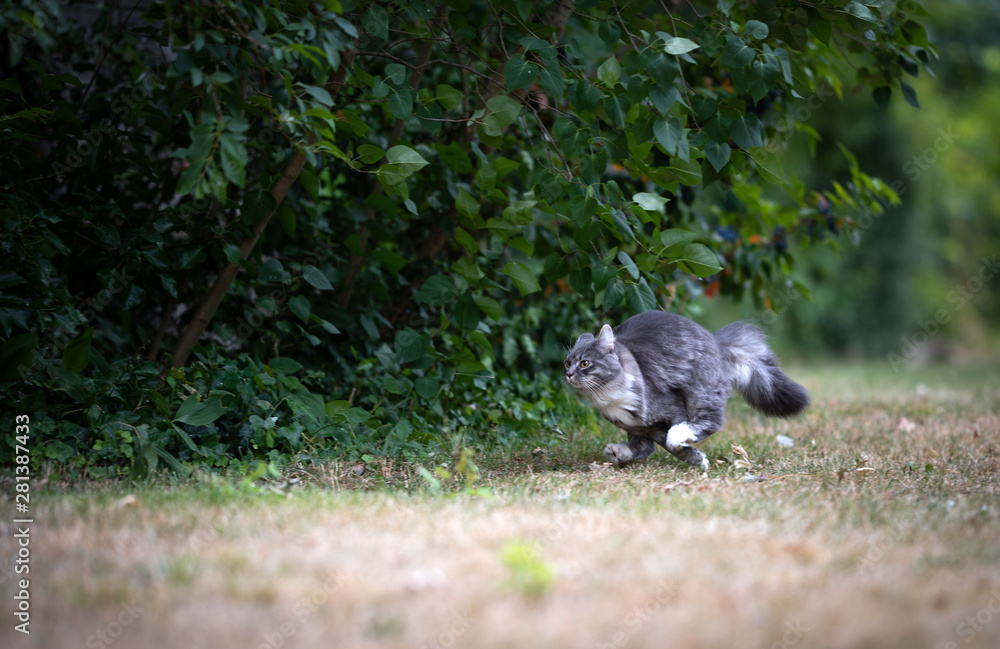 Obraz premium side view of a young playful blue tabby maine coon cat running on dried up grass in the garden at high speed