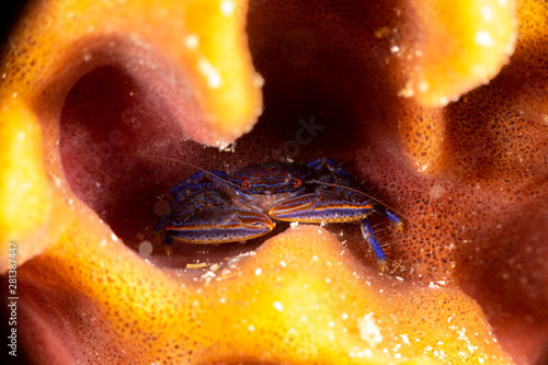 Porcelain crab (Porcellanella sp), Romblon Philippines