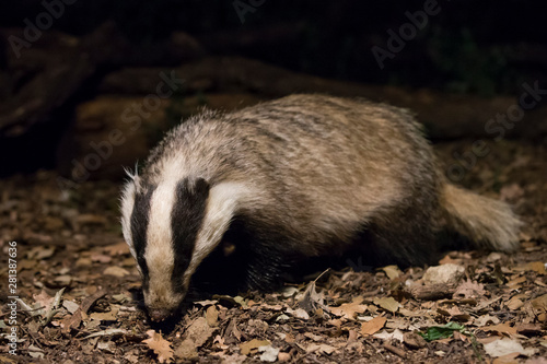Badger in the forest at night.