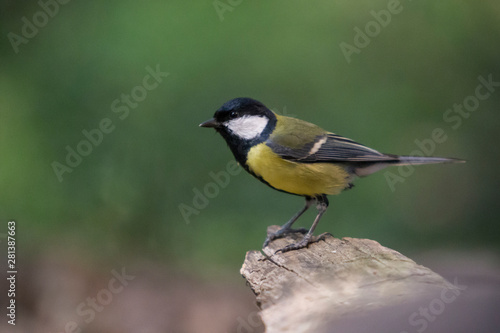 Great tit in the forest.