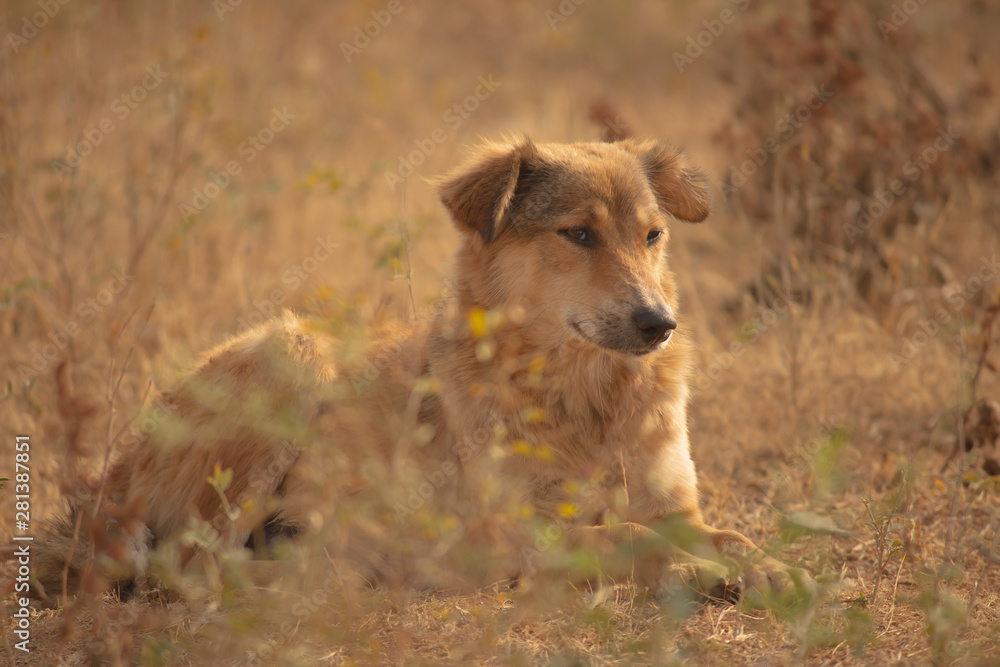 Fototapeta premium dog in the park