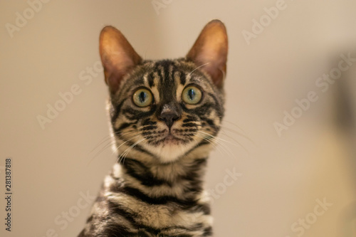 Fototapeta Naklejka Na Ścianę i Meble -  Beautiful bengala cub cat in its home
