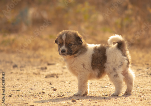 Photography Dog Puppy