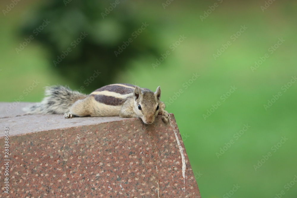squirrel on tree squirrel on tree