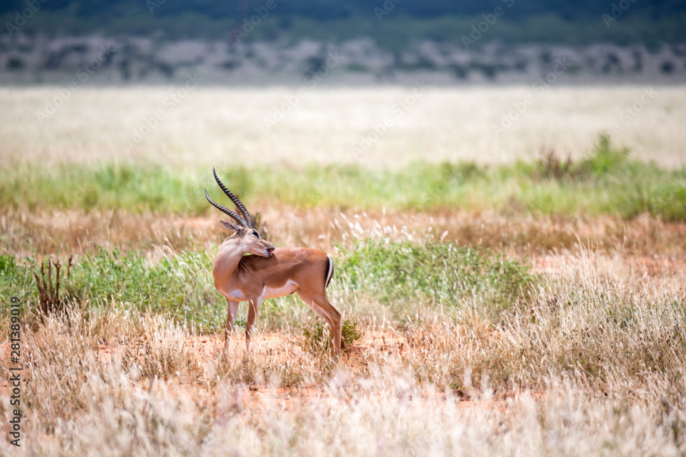 Grant Gazelle grazes in the vastness of the Kenyan savannah Grant Gazelle grazes in the vastness of the Kenyan savannah