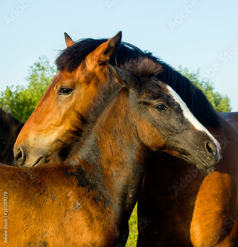 Horse with foal in the wild