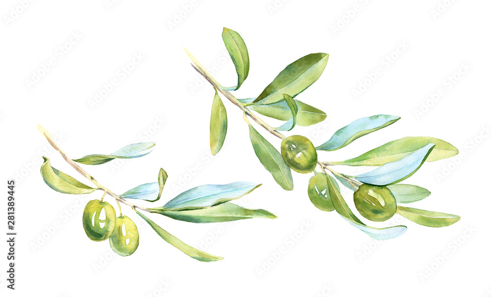 Watercolor green olive tree Realistic botanical set branch leaves ...