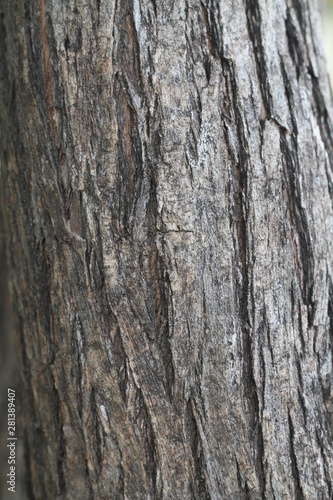 tree bark © pichit