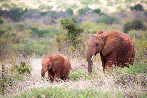Canvas Print A family of red elephants on their trek through the savanna