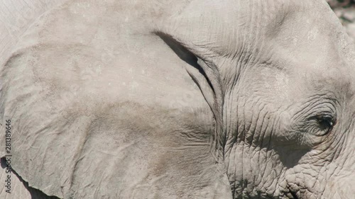 African elephant head