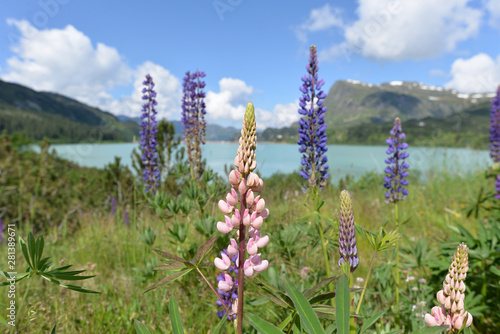 Hoher Rittersporn (Delphinium elatum ) photo