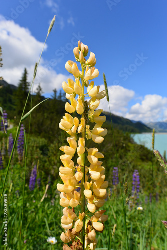 Hoher Rittersporn (Delphinium elatum ) photo