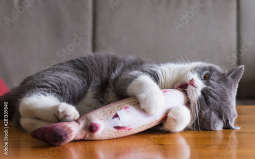 Photography Kitten holding toy fish in bite