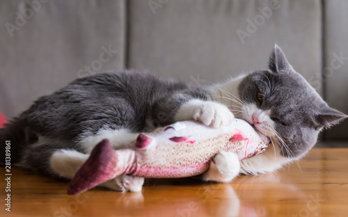 Kitten holding toy fish in bite photo