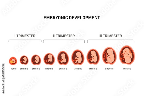 Pregnancy fetal foetus development . Embryonic month stage growth month by month cycle from 1 to 9 month to birth. Medical infographic elements isolated on white background. Flat vector illustration