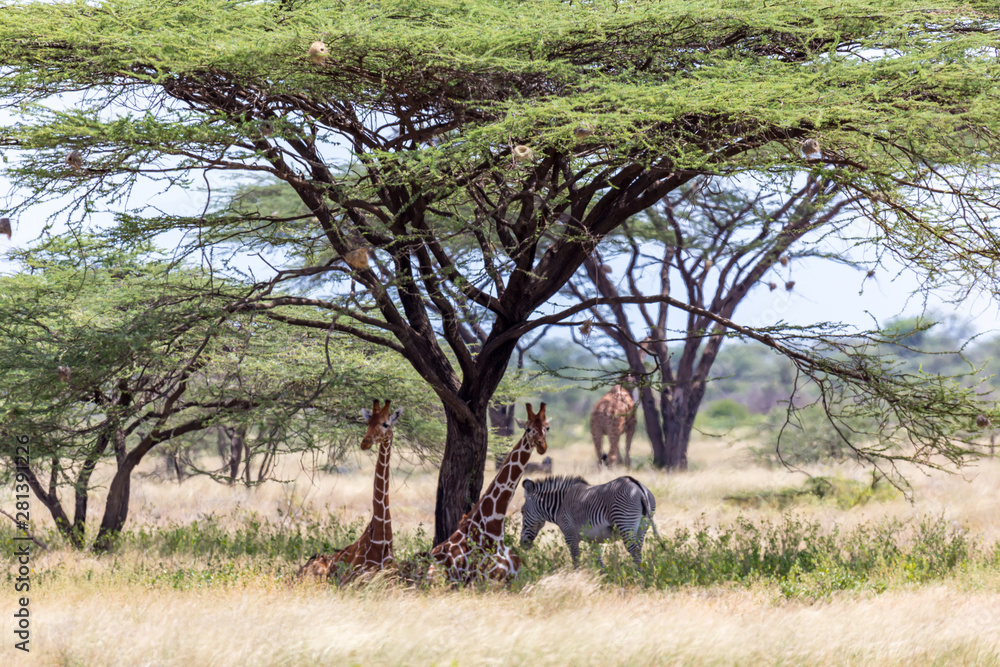 Fototapeta premium Giraffes and a gravy zebra under the crown of a shady tree