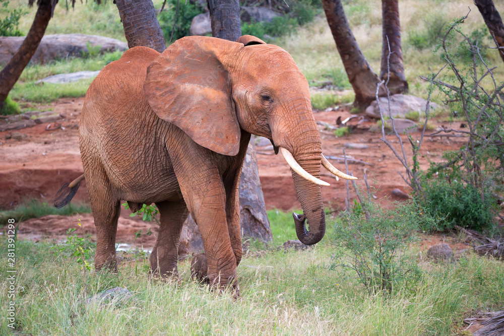 A red elephant walks among the palm trees and trees