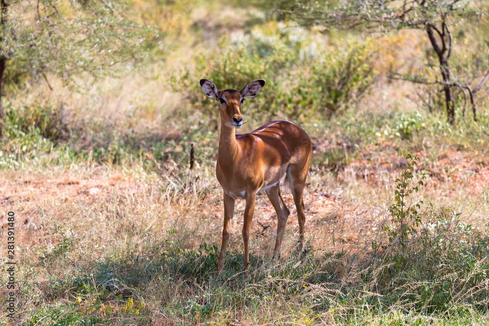 Grant Gazelle grazes in the vastness of the Kenyan savannah Grant Gazelle grazes in the vastness of the Kenyan savannah