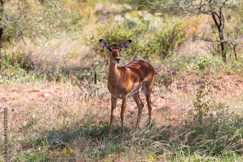 Fototapeta Naklejka Na Ścianę i Meble -  Grant Gazelle grazes in the vastness of the Kenyan savannah
