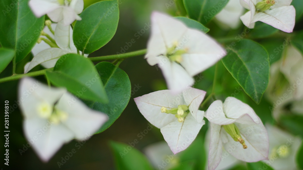 beautiful flowers bloom in summer beautiful flowers bloom in summer