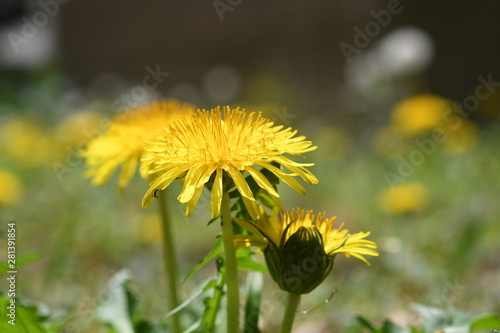黄色い花 タンポポ