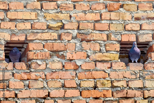 pigeons on the background of brickwork