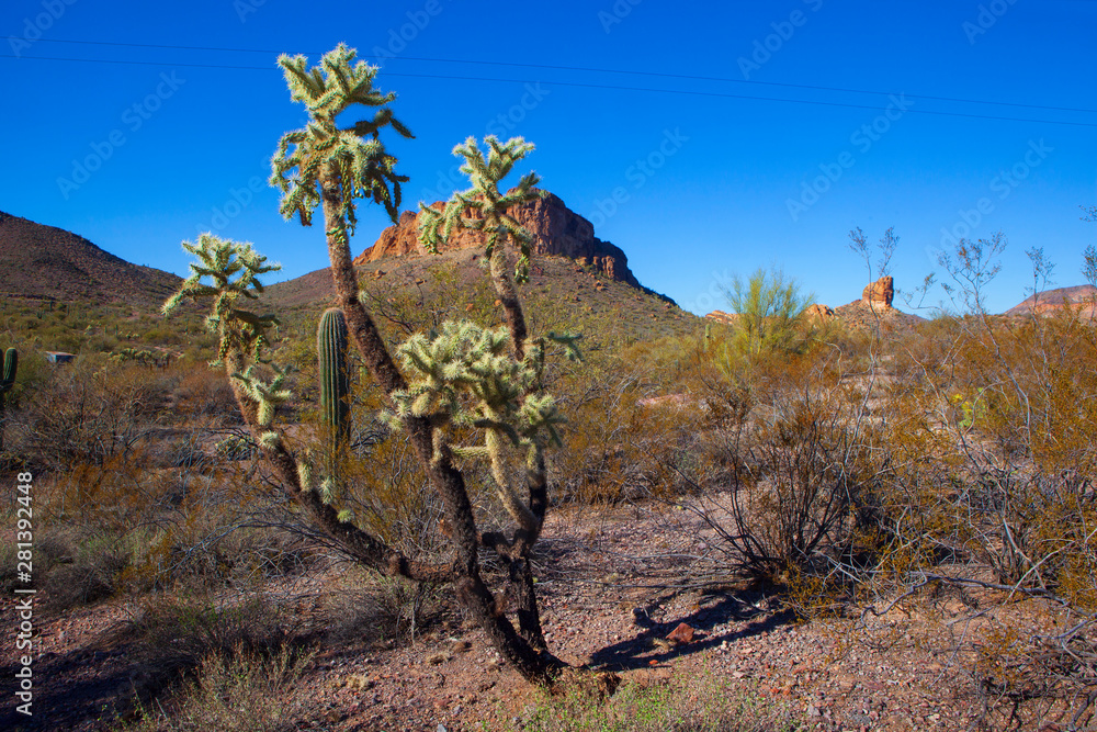Cactus in the Arizona desert.