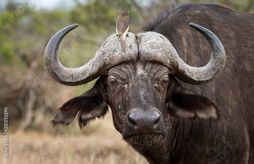 African Buffalo in the Kruger National Park 