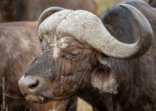 African Buffalo in the Kruger National Park  photo