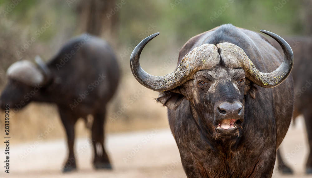 African Buffalo in the Kruger National Park African Buffalo in the Kruger National Park