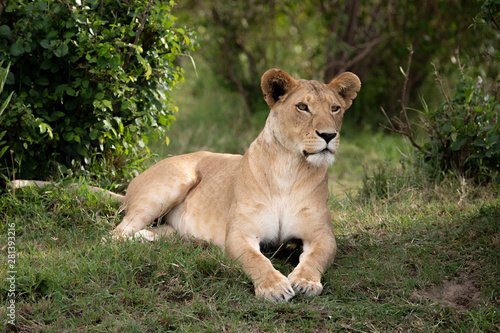 alert Lioness against green background in Masai Mara