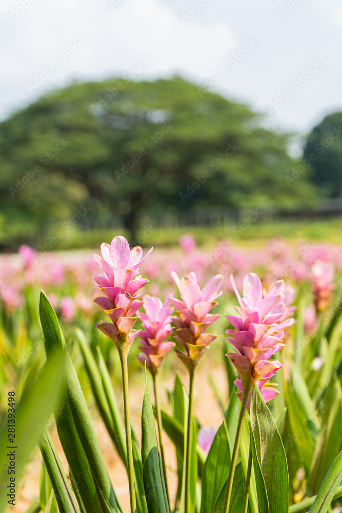 Pink Siam Tulip in the garden
