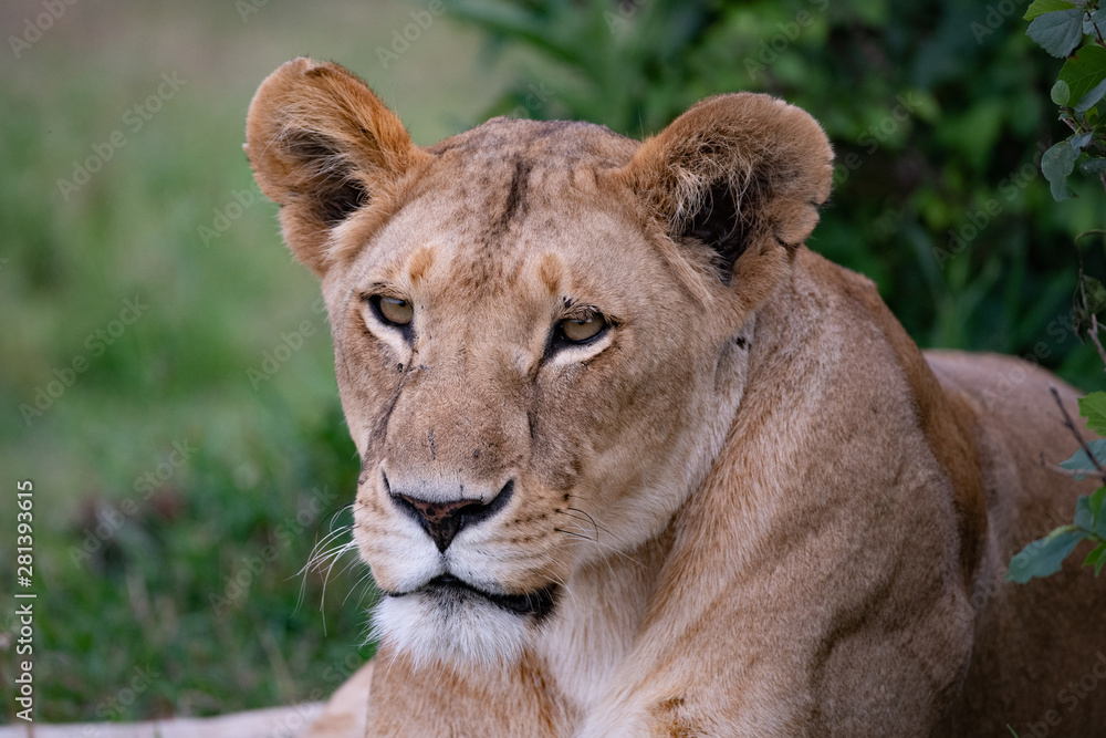 portrait of a lioness portrait of a lioness