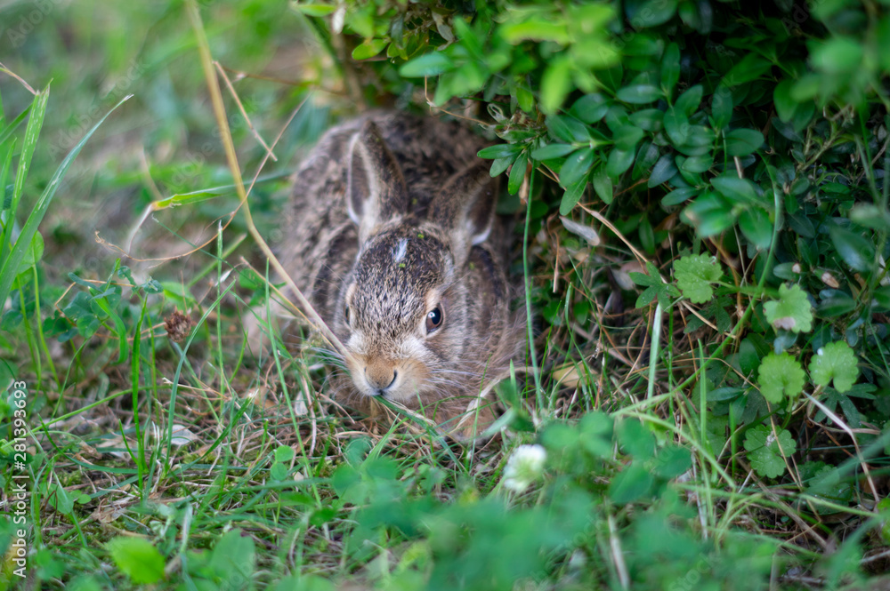 Süsser Feldhase unter einem Gebüsch geduckt 