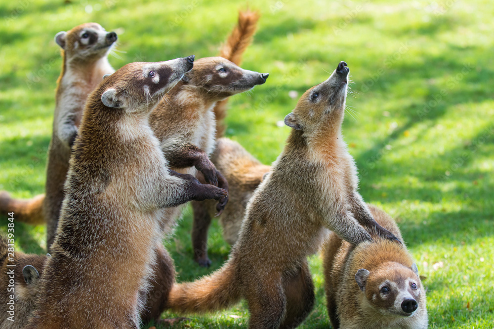 Naklejka premium Portrait of group cute white nosed coatis, Nasua narica, begging for food, fighting and looking at a camera with funny expression. Cancun. Mexico