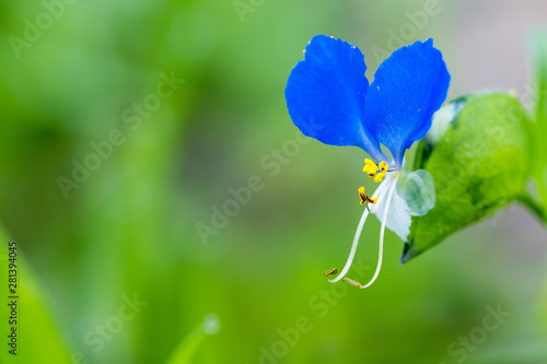 common dayflower herb