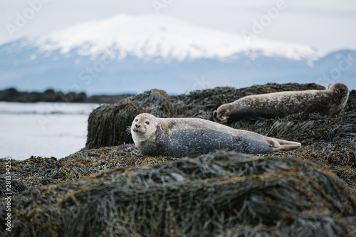 seal in iceland