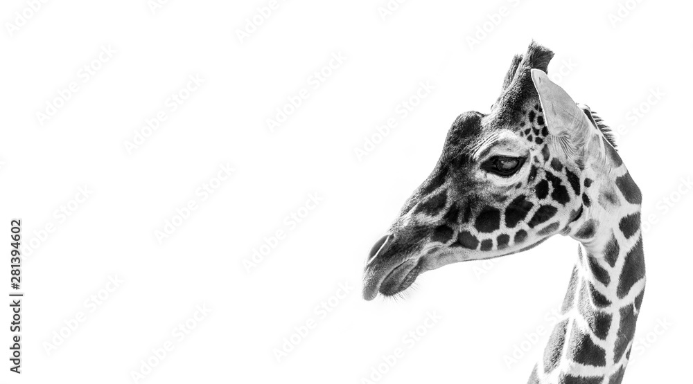 Fototapeta premium Reticulated Giraffe on a white background