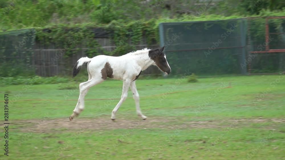 Slow motion of Running horse on the farm. Slow motion of Running horse on the farm.