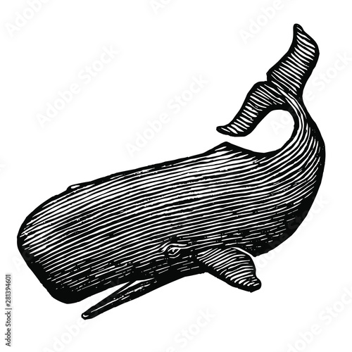 Illustration of a Sperm Whale is a rough woodcut style