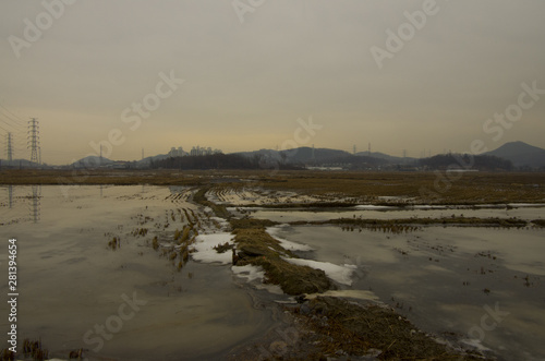 rice field in winter