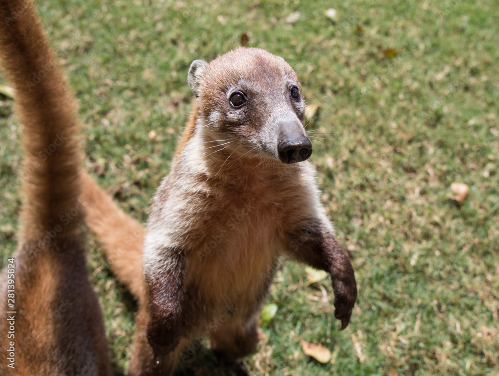 Fototapeta premium Portrait of cute white nosed coati, Nasua narica, begging for food, fighting and looking at a camera with funny expression. Cancun. Mexico