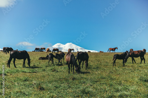 Landscape Elbrus Horse