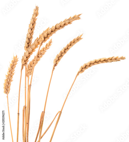 Bunch of ripe wheat ears.