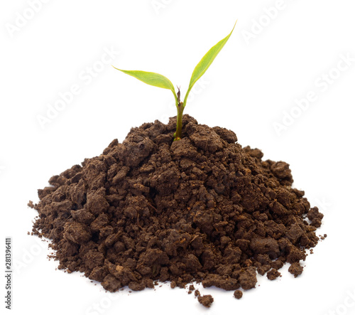 Small sprout in black soil.
